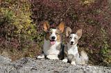 CORGI CARDIGAN 070